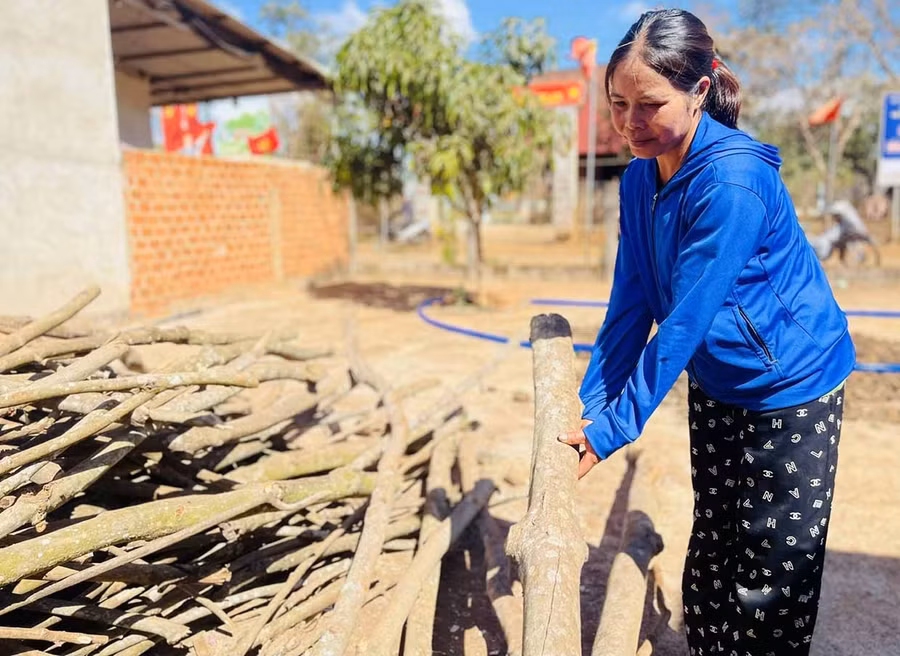 Chị Vaih bên những cành củi cao su còn sót lại sau khi mang củi đi biếu sui gia. Ảnh: P.D