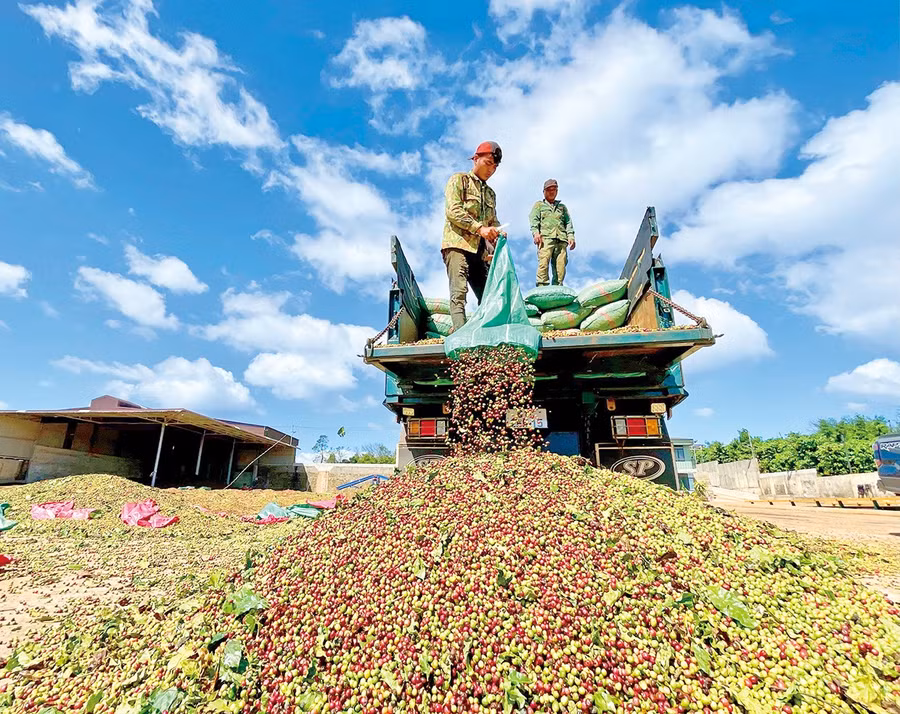 Niên vụ cà phê 2025 - 2026, nhờ thời tiết thuận lợi nên năng suất cà phê đạt từ 3 - 3,5 tấn nhân/ha. Ảnh: Vũ Thảo