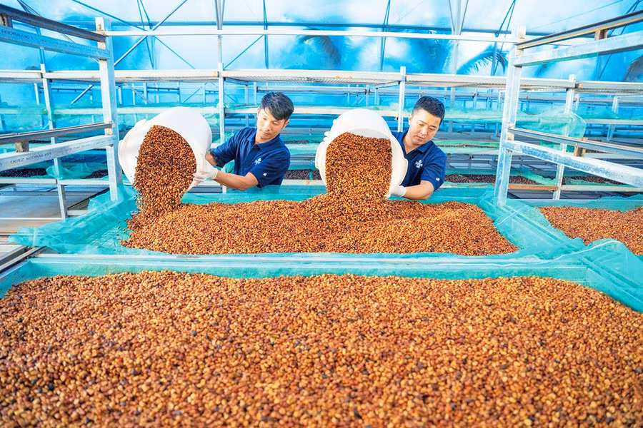 Phơi cà phê nhân tại trang trại cà phê Organic của Công ty TNHH Vĩnh Hiệp (phường An Phú) để xuất khẩu sang Nhật Bản. Ảnh: Hà Duy