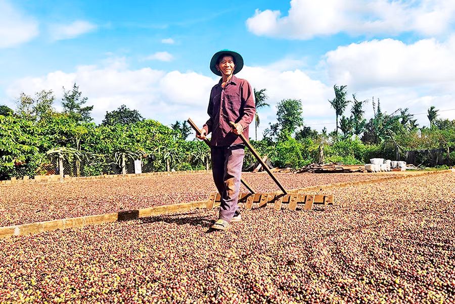 Nhờ canh tác theo hướng hữu cơ, nhiều hộ thành viên Hợp tác xã Sản xuất kinh doanh dịch vụ nông nghiệp Ia Ring có được những vụ cà phê bội thu. Ảnh: Ngọc Sang