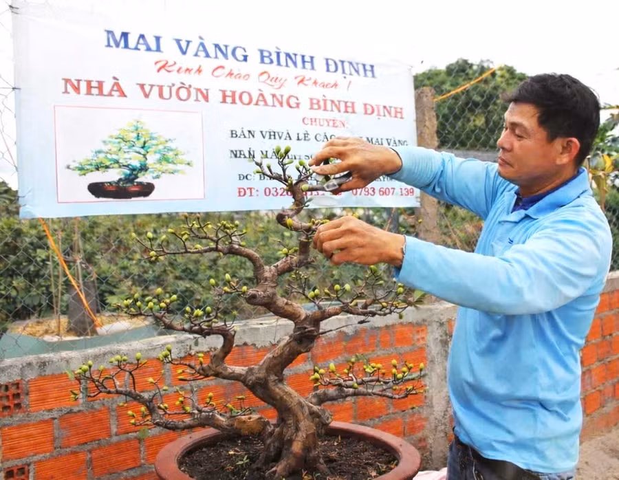 Anh Đặng Văn Hoàng tích cực chăm sóc để có những chậu “mai vàng Bình Định” phục vụ khách hàng dịp Tết năm nay. Ảnh: Vũ Chi