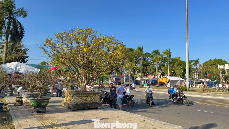 cây mai vàng Sáng 8/2 (tức 21 tháng Chạp), dù chỉ mới có những gian hàng đầu tiên, nhưng chợ hoa xuân tại Quảng trường Phạm Văn Đồng (phường Cẩm Thành, tỉnh Quảng Ngãi ) đã nhanh chóng thu hút đông đảo người dân và giới cây cảnh.