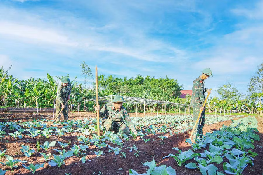 Cán bộ, chiến sĩ Trung đoàn 64 tăng gia sản xuất. Ảnh: V.H