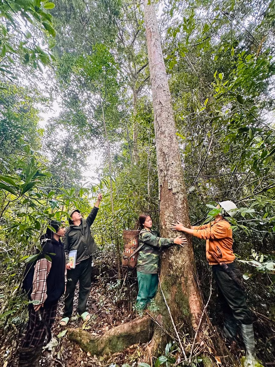 Nhờ giao khoán, các nhóm hộ ở làng Kon Von 2 (xã Đak Rong) càng có ý thức bảo vệ rừng, giúp nhiều loại động, thực vật quý được bảo tồn. Ảnh: D.Đ