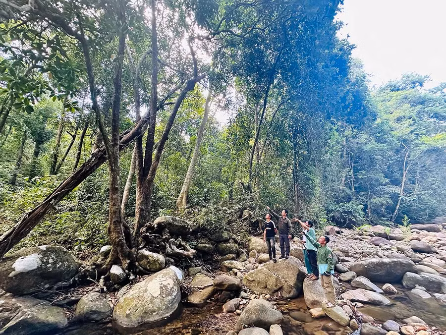 Tổ Quản lý bảo vệ rừng làng Chồm (xã Canh Liên) thường xuyên tuần tra rừng, giúp phát hiện sớm các nguy cơ xâm hại rừng. Ảnh: D.Đ