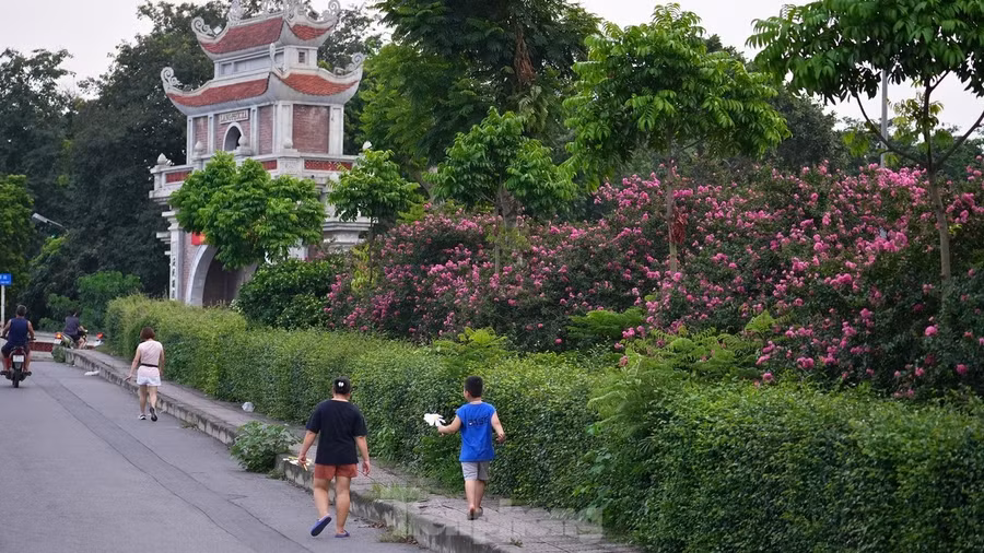 Mùa hoa tường vi sẽ kéo dài đến hết tháng 9 nhưng nhiều người đánh giá đây là thời điểm đẹp nhất trong năm nếu muốn chụp ảnh cùng loài hoa này.