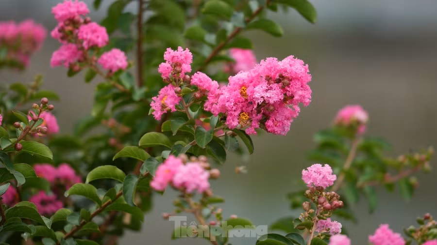 Hoa thường nở thành từng chùm, dày đặc ở đầu cành, tạo nên những mảng màu rực rỡ.