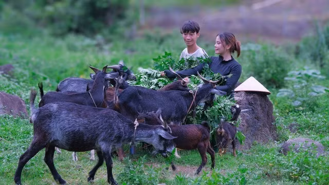 Hai vợ chồng anh Sáng, chị Vy cho dê ăn tại trang trại của mình