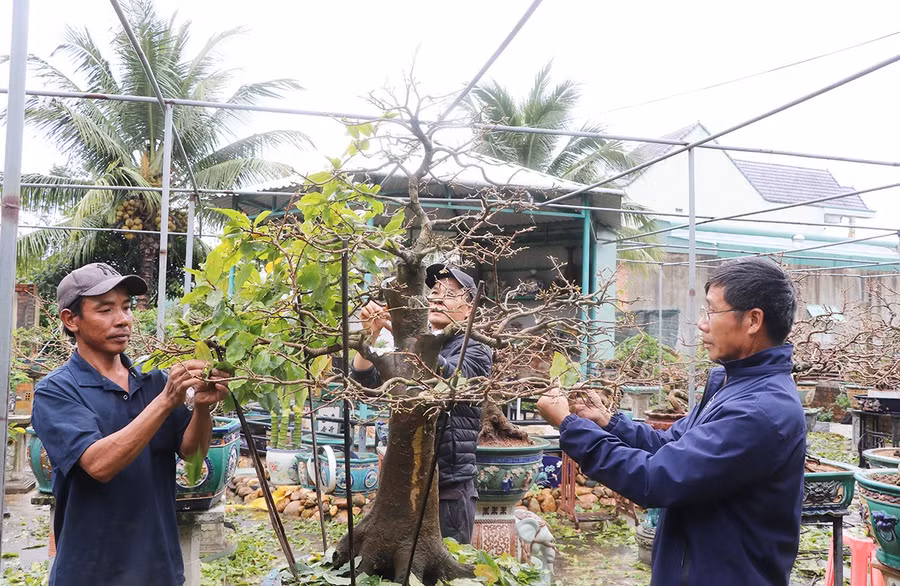 1nha-vuon-tat-bat-cham-soc-hoa-cay-canh-phuc-vu-tet.jpg