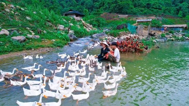 Hình ảnh anh Sáng, chị Vy tại khu chăn nuôi gà vịt của mình được đưa lên mạng xã hội. ẢNH: NVCC