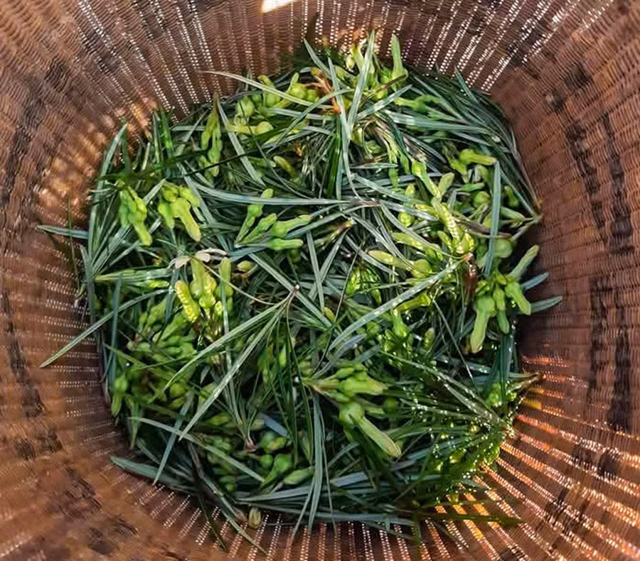 2hoa-ru-ri-duoc-su-dung-nhu-mot-mon-an-dan-gia-gan-voi-ky-uc-cua-nhung-cu-dan-song-doi-bo-song-po-co.jpg