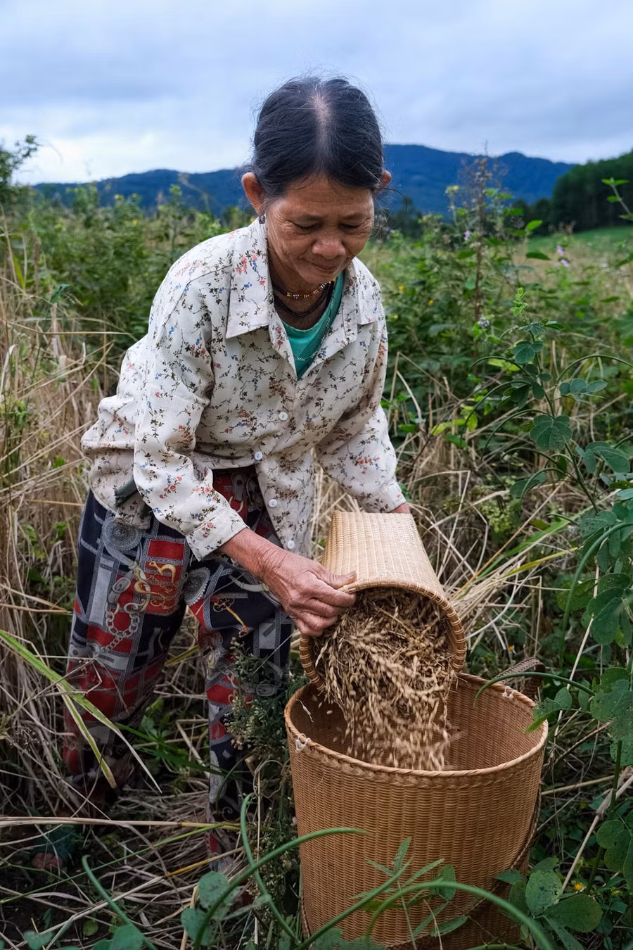 4lua-ray-voi-dong-bao-bahnar-khong-chi-la-luong-thuc-ma-con-mang-gia-tri-tam-linh-tinh-than-to-lon.jpg