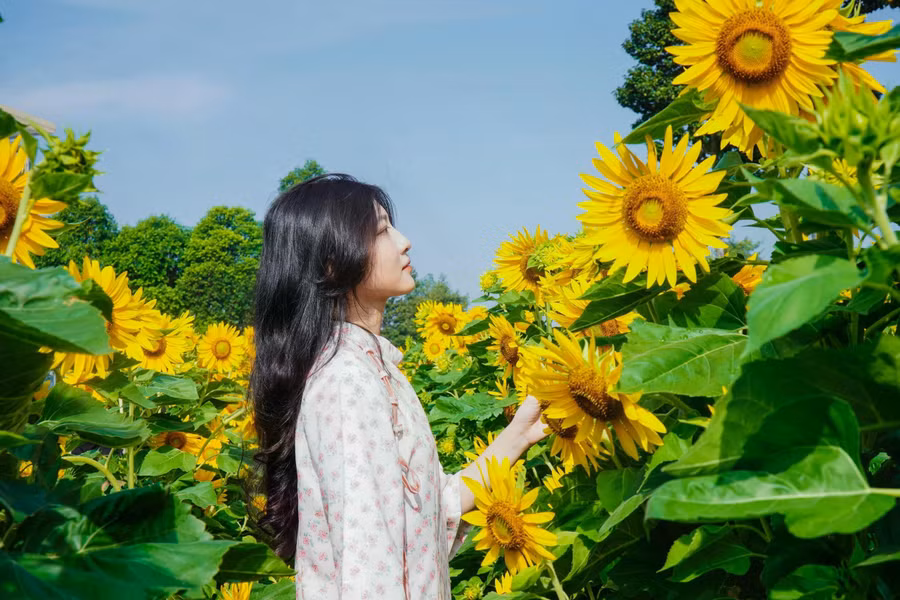 Một cô gái chụp hình tại vườn hoa hướng dương. ẢNH: PHAN HƯƠNG