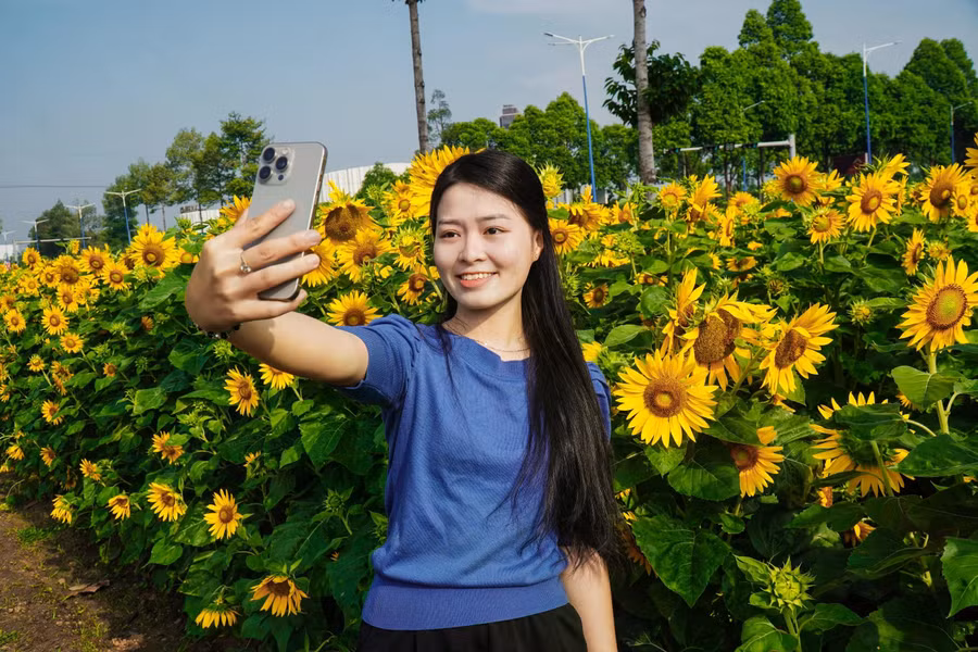 Lưu giữ những khoảnh khắc cùng hoa hướng dương.ẢNH: PHAN HƯƠNG