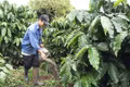 Canh tác xanh nâng giá trị hạt cà phê bền vững