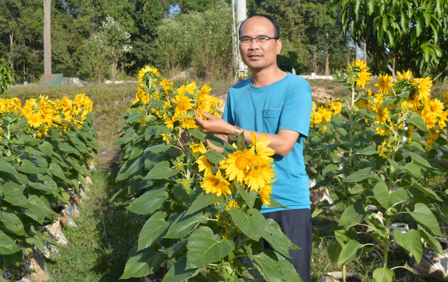 Phó Trưởng ban Tuyên giáo Đảng ủy Khối các Cơ quan và Doanh nghiệp tỉnh Bùi Duy Toàn ấn tượng bởi vườn hoa hướng dương của Đồn Biên phòng Ia Pnôn. Ảnh: Anh Huy