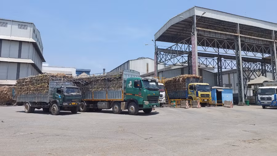 Các phương tiện vận chuyển mía về nhà máy. Ảnh: Nguyễn Diệp