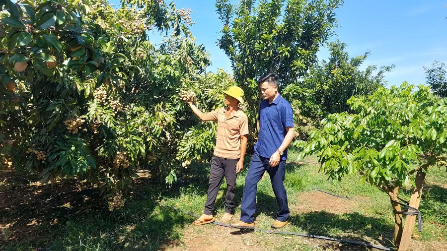 Vườn nhãn trà sớm bán Tết của ông Giang. Ảnh: Nguyễn Diệp