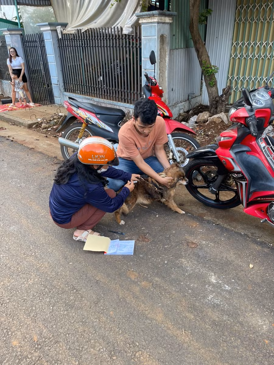 Tiêm phòng vắc xin bệnh dại trên đàn chó nuôi là giải pháp phòng-chống bệnh dại hiệu quả. Ảnh: Nguyễn Diệp