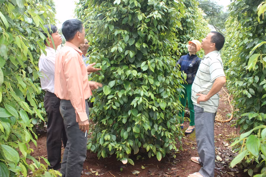 Các thành viên HTX Nông nghiệp- Dịch vụ Ia Ring chia sẻ kinh nghiệm trồng hồ tiêu. Ảnh: Nguyễn Diệp