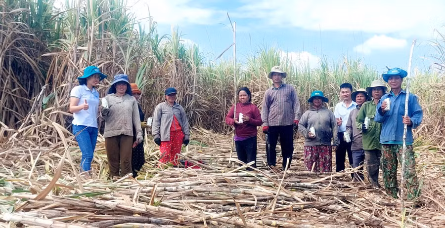 Lãnh đạo AgriS Gia Lai động viên nhân công đốn mía tại xã Chư Răng (huyện Ia Pa). Ảnh: Nguyễn Lê
