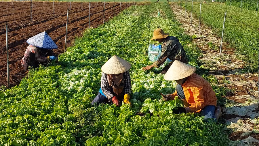 Người dân trồng rau màu của tỉnh ứng dụng công nghệ tưới nước tiết kiệm.Ảnh: Nguyễn Diệp
