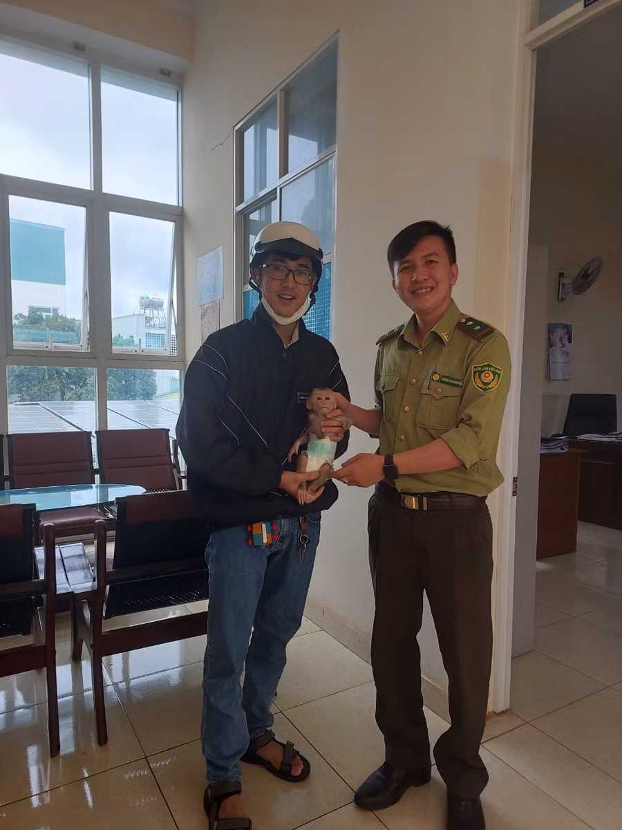 Cá thể khỉ đuôi lợn quý, hiếm. Ảnh: Cơ quan chức năng cung cấp