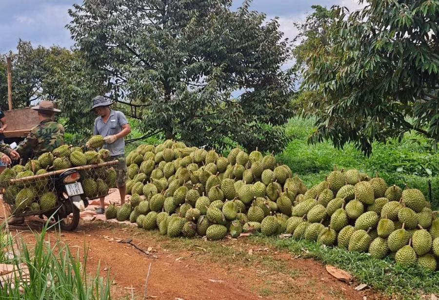 Người dân thị trấn Chư Ty thu hoạch sầu riêng. Ảnh: Nguyễn Diệp