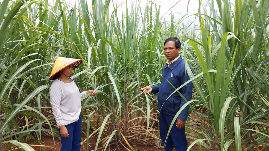 Bà Byen bên ruộng mía đang phát triển tốt. Ảnh: Nguyễn Diệp