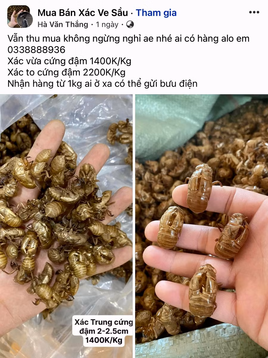 Nhiều hội nhóm trên Facebook vẫn đăng tin mua bán xác ve sầu với giá cao. Ảnh minh họa