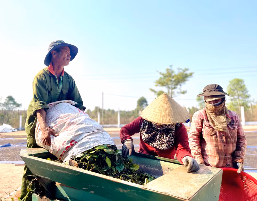 Người dân đang tất bật sạc chuỗi hồ tiêu. Ảnh: Vũ Thảo