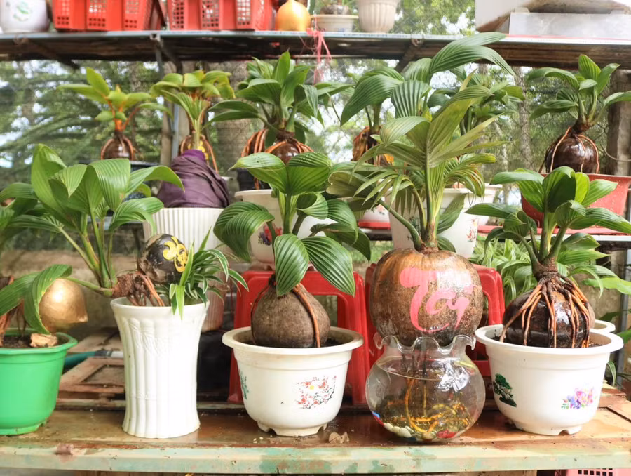 Từ lúc “khởi nghiệp” đến nay, nghệ nhân chân đất này đã bán hơn 300 quả dừa cảnh bonsai các loại với giá từ 500 đến 1,5 triệu đồng (tùy theo tuổi thọ của cây, kiểu dáng, thế cây độc lạ). Ảnh: Minh Phương