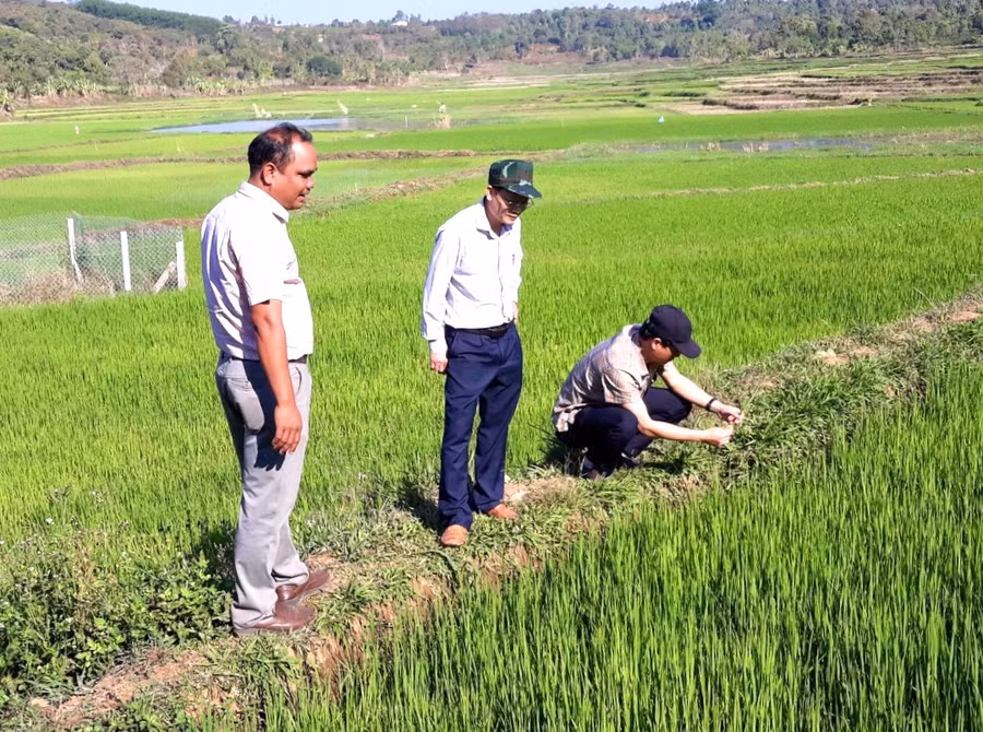 Ông Đỗ Văn Đông-Phó Chủ tịch UBND huyện (đứng giữa) kiểm tra tình hình sản xuất nông nghiệp và công tác phòng-chống hạn tại các xã, thị trấn trên địa bàn huyện. Ảnh: Phương Lộc