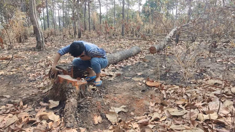 Cây rừng tại tiểu khu 1003 thuộc lâm phần quản lý của Ban Quản lý rừng phòng hộ Ia Meur bị cưa hạ trái phép. Ảnh: N.T Cây rừng tại tiểu khu 1003 thuộc lâm phần quản lý của Ban Quản lý rừng phòng hộ Ia Meur bị cưa hạ trái phép. Ảnh: N.T