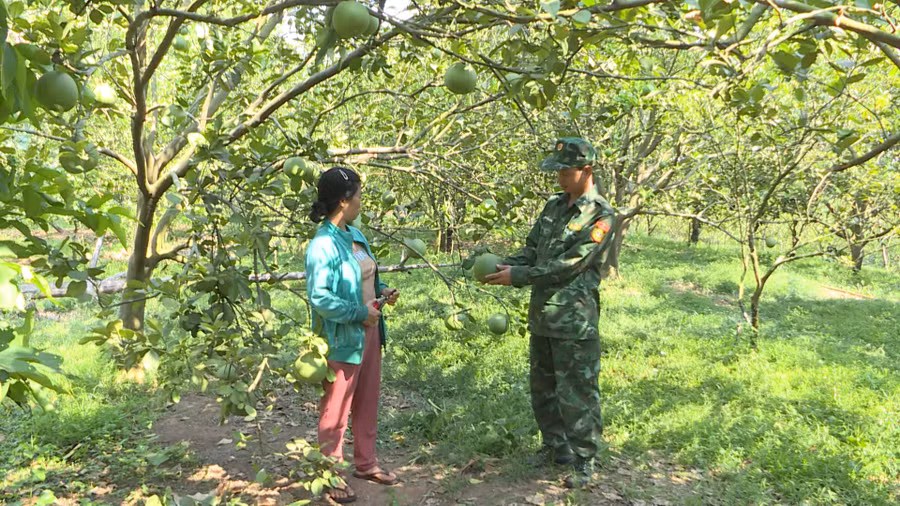 Tiếp thu lời động viên của Bộ đội Biên phòng, gia đình chị Phạm Thị Mừng có thu nhập 500 triệu đồng/năm từ trồng cây ăn trái. Ảnh: T.D
