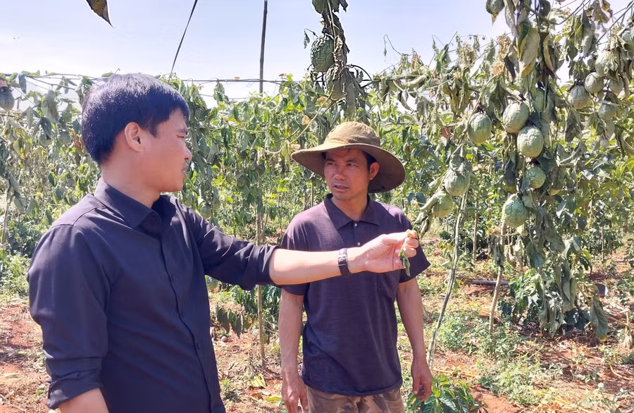 Chư Sê: Kẻ xấu chặt phá gần 500 cây cà phê và chanh dây sau một đêm ảnh 1