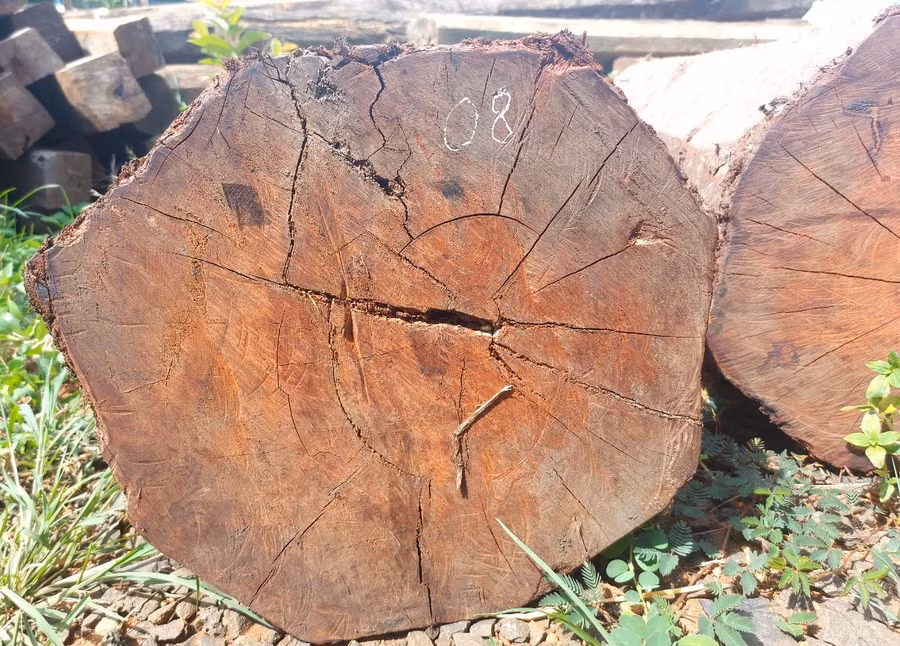 Khối lượng gỗ tang vật trong vụ vận chuyển gỗ trái phép là hơn 1,9 m3. Ảnh: Nguyễn Tú