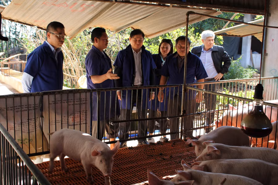 Ủy ban nhân dân tỉnh chỉ đạo Sở Nông nghiệp và PTNT phối hợp với các địa phương kiểm tra, lấy mẫu giám sát sử dụng chất cấm tại các cơ sở nuôi vỗ béo, cơ sở chăn nuôi, cơ sở giết mổ gia súc (trâu, bò, heo) trên địa bàn. Ảnh: Thiên Di Ủy ban nhân dân tỉnh chỉ đạo Sở Nông nghiệp và PTNT phối hợp với các địa phương kiểm tra, lấy mẫu giám sát sử dụng chất cấm tại các cơ sở nuôi vỗ béo, cơ sở chăn nuôi, cơ sở giết mổ gia súc (trâu, bò, heo) trên địa bàn. Ảnh: Thiên Di