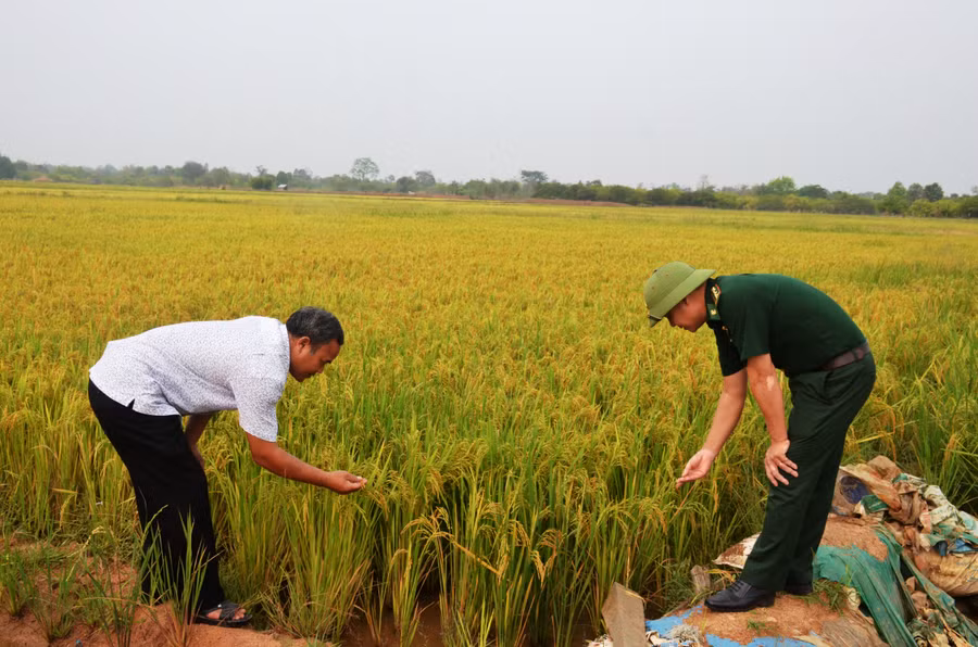 3 năm về trước cánh đồng lúa này bị bỏ hoang nhưng giờ đã khác. Ảnh: Vĩnh Hoàng