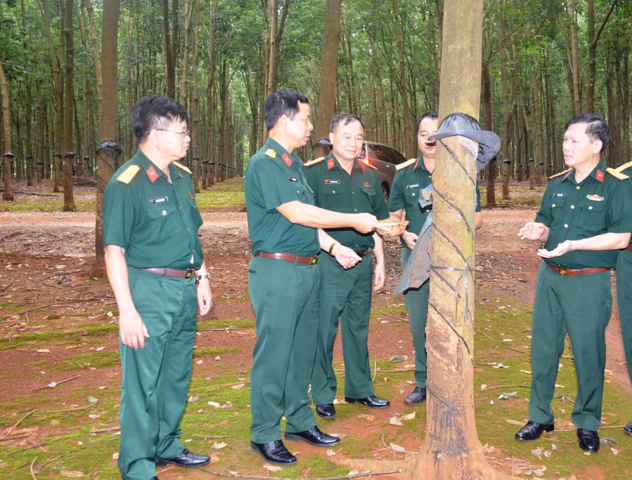 Khảo sát mô hình trồng cao su, chống xói mòn đất tại Công ty 715. Ảnh: Vĩnh Hoàng