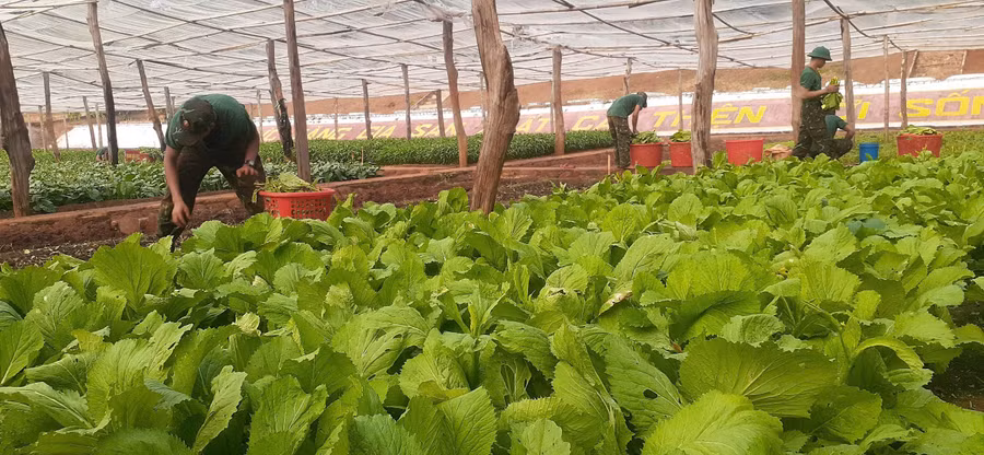 Tiểu đoàn Bộ binh 50 làm hệ thống nhà có mái lưới che để tăng gia sản xuất. Ảnh: Vĩnh Hoàng.