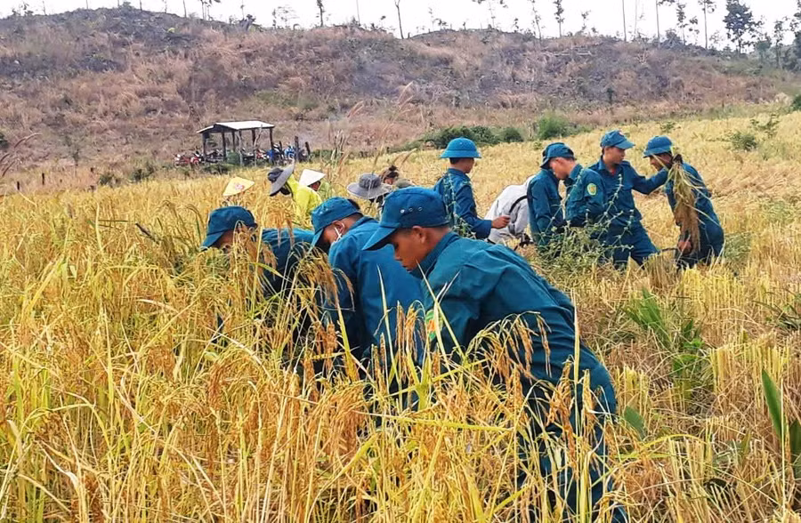 Lực lượng dân quân xã Ia Pnôn giúp dân thu hoạch lúa: Ảnh: Vĩnh Hoàng