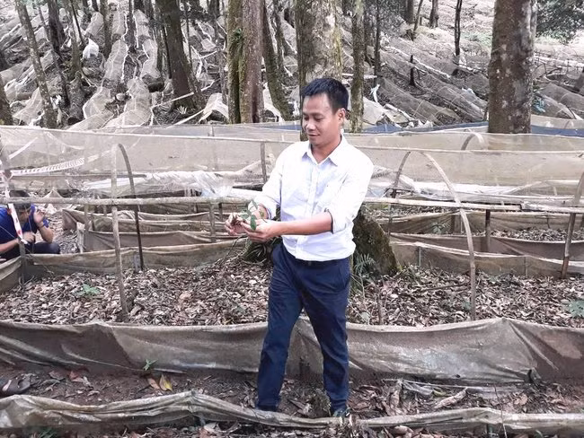 Anh Trần Hoàn kiểm tra vườn sâm giống. Ảnh: G.T
