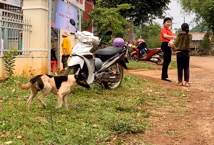 Để phòng-chống bệnh dại, các gia đình cần tiêm vắc xin phòng bệnh dại cho chó mèo và tuân thủ các quy định trong việc quản lý vật nuôi. Ảnh: Như Nguyện