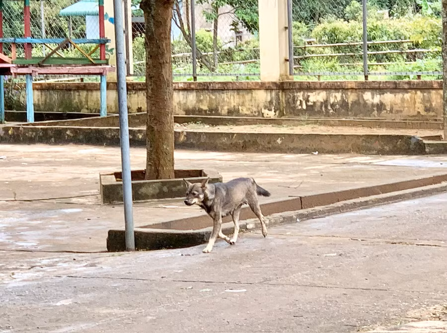 Từ đầu năm đến nay, Gia Lai đã ghi nhận 12 trường hợp tử vong do bệnh dại. Ảnh: Như Nguyện