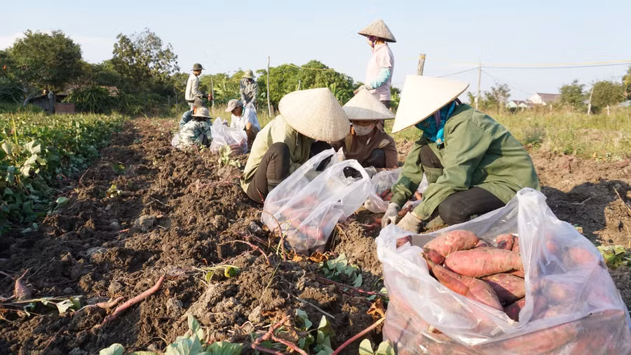 Giá khoai lang rớt thê thảm, người trồng lỗ nặng. Ảnh: Quang Tấn