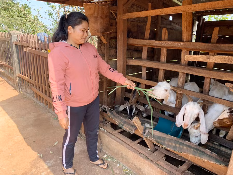 Nhờ mạnh dạn vay vốn đầu tư phát triển trồng trọt, chăn nuôi mà gia đình chị H'Dõ đã thoát nghèo và vươn lên làm giàu. Ảnh: Hà Chi