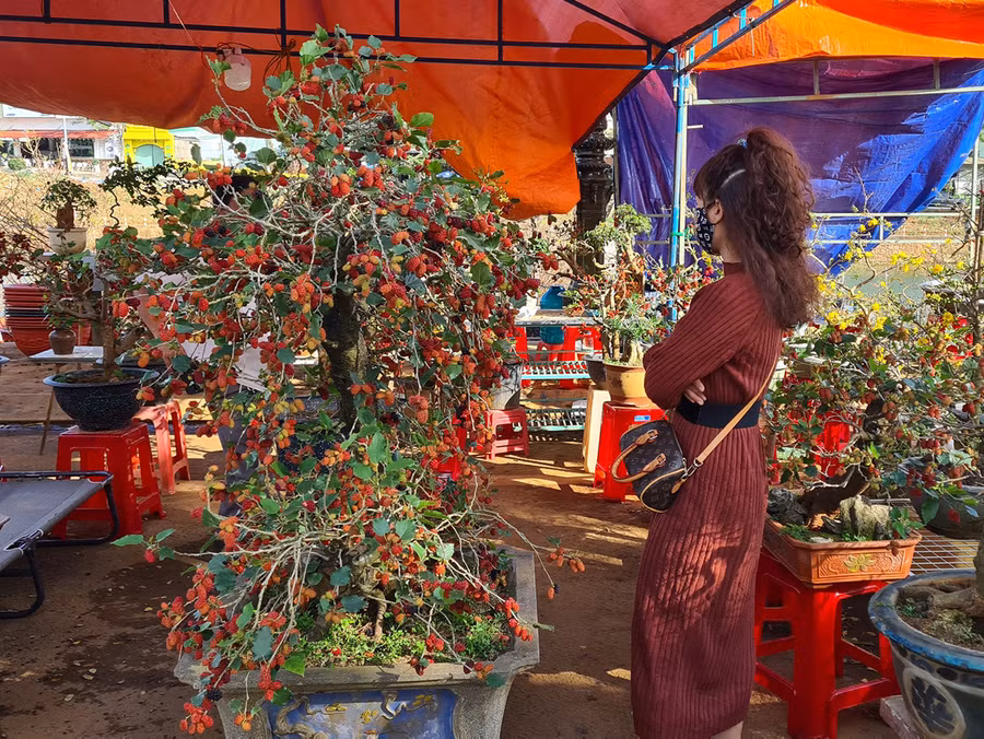 Gian hàng bán cây dâu tằm kiểng dáng bonsai của anh Trần Văn Quý năm nay khá đắt hàng. Ảnh: Ngọc Sang