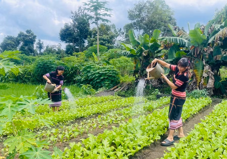 Được cán bộ Hội LHPN xã và cán bộ nông nghiệp xã hướng dẫn kỹ thuật, hội viên phụ nữ chăm sóc vườn rau tốt hơn. Ảnh: Nhật Hào