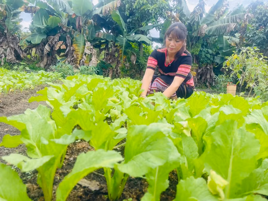 Bà Rơ Châm Seng chăm sóc vườn rau. Ảnh: Nhật Hào